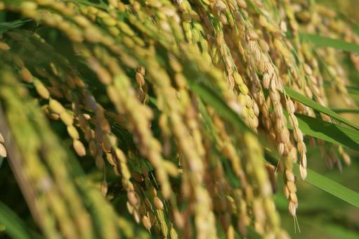 秋の実り 秋,稲,米の写真素材