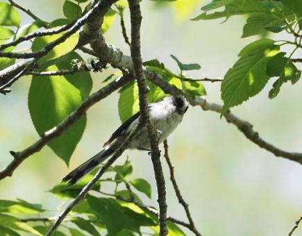 木の枝に留まるエナガ 木の枝に留まるエナガの写真