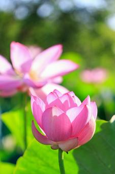 蓮の花 蓮の花 ハス,蓮,古代蓮の写真素材