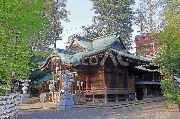杵築大社（武蔵野） 杵築大社,大国主大神,事代主大神の写真素材