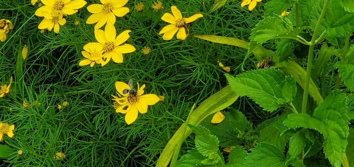 蜂と花 蜂と花の写真