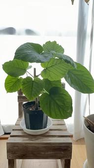 Umbrella tree on the windowsill, JPG Umbrella tree on the windowsill, JPG