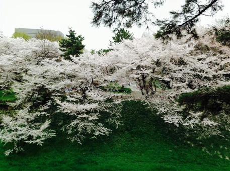 花見 花見の写真