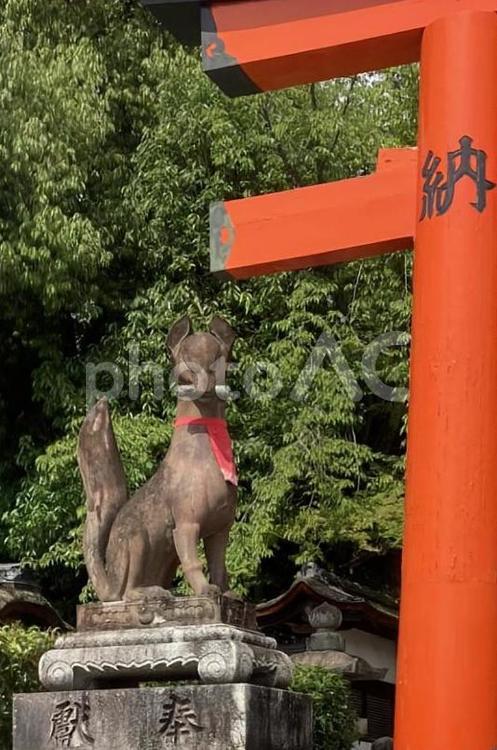 伏見稲荷大社　狐 伏見稲荷大社,鳥居,狐の写真素材