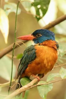 チャバラショウビン チャバラショウビン チャバラショウビン,翡翠,野鳥の写真素材