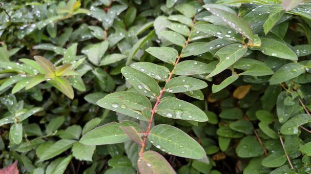 雨上がり　葉の上に乗る水滴 雨上がり,葉,水滴の写真素材