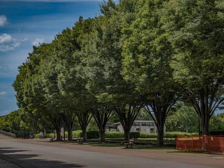 新緑の並木道と青空の公園 並木道,公園,新緑の写真素材