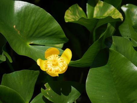 水面に咲くコウホネの花 水面に咲くコウホネの花 コウホネ,黄色,水生植物の写真素材