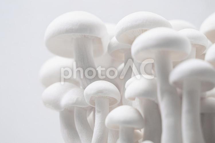 白いきのこのクローズアップ キノコ,しめじ,植物の写真素材