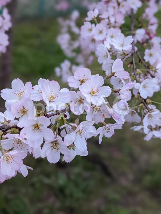桜咲くこの季節に 3 風物詩,風景,さくらの写真素材