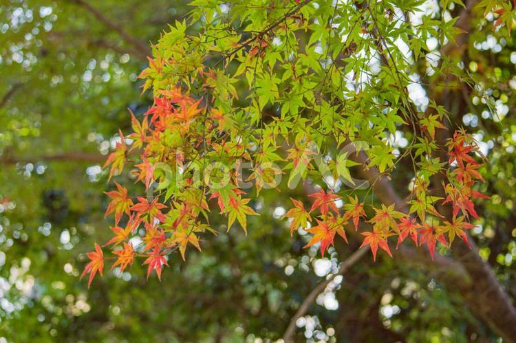 秋の紅葉風景　赤と緑のモミジの葉 紅葉,秋,緑の写真素材