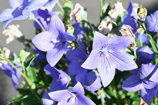 近所の庭に咲いた桔梗の花 近所の庭に咲いた桔梗の花 ガーデニング,園芸,秋の写真素材