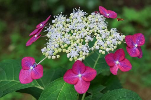 Hydrangea, JPG