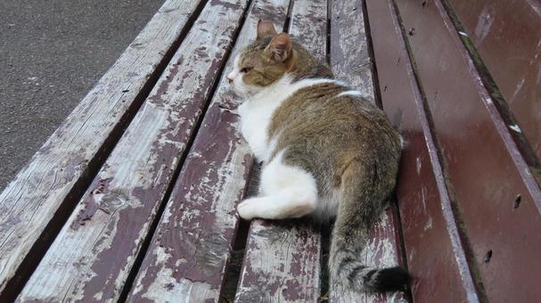 ベンチの上で夕涼みしているもふもふな猫 ベンチの上で夕涼みしているもふもふな猫の写真