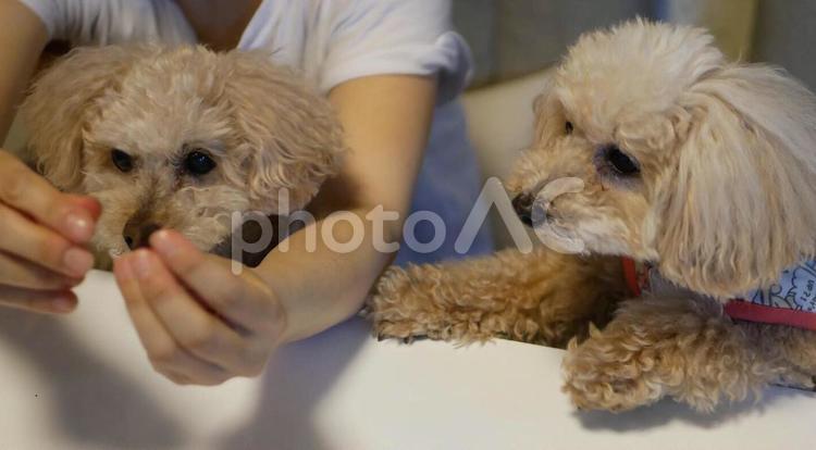 2人はそっくり！ 犬,可愛い,子犬の写真素材