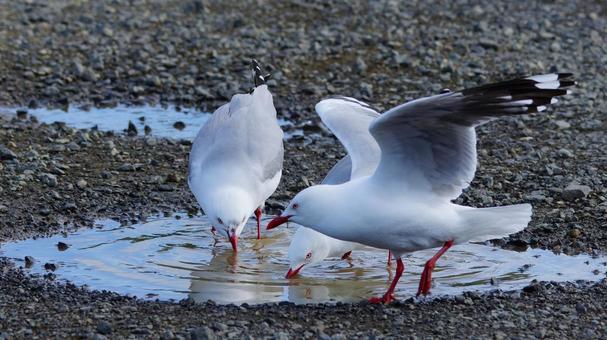 水を飲むアカハシギンカモメ 水を飲むアカハシギンカモメの写真