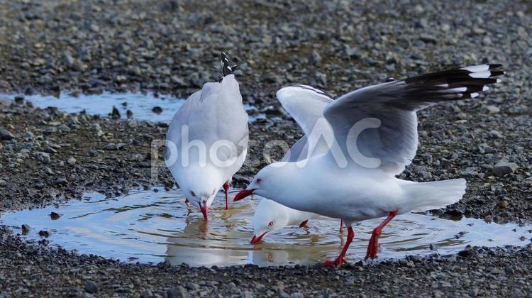 水を飲むアカハシギンカモメ 野鳥,海鳥,カモメの写真素材
