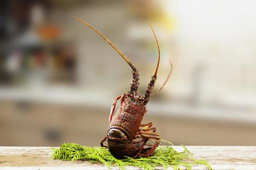 キッチンの生の伊勢海老1 キッチンの生の伊勢海老1 伊勢海老,キッチン,エビの写真素材