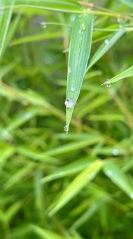 夏の朝、水滴を乗せた青い笹の葉 夏の朝、水滴を乗せた青い笹の葉 みずみずしい,水滴,笹の葉の写真素材