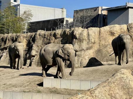 象 象,ゾウ,動物園の写真素材