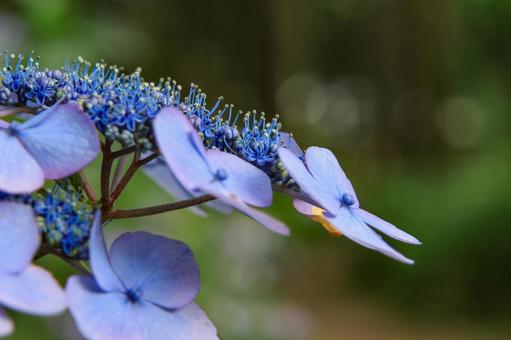 Hydrangea, JPG