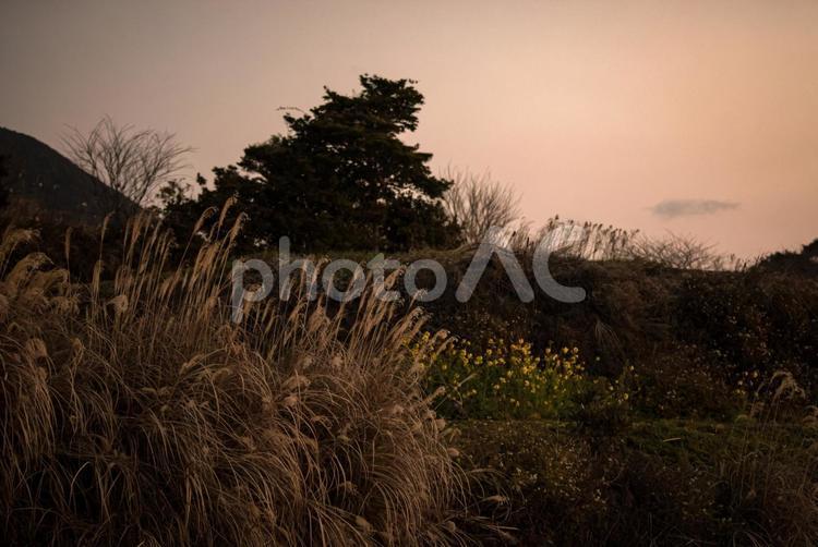＜五島風景＞夜明けの菜の花とススキ 風景,空,植物の写真素材