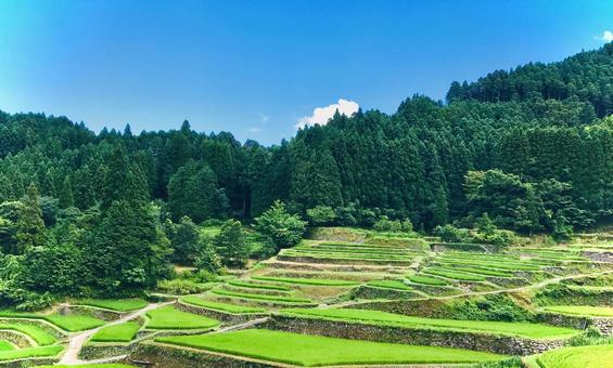 青空と棚田 青空と棚田 棚田,田んぼ,田の写真素材