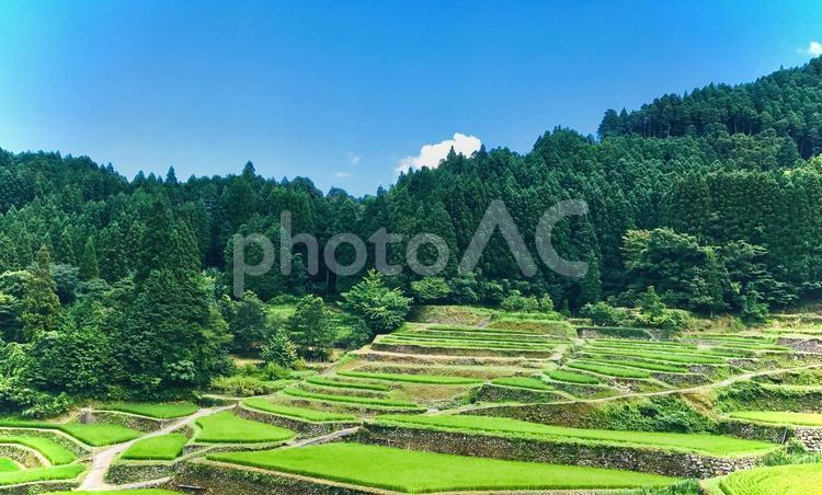 青空と棚田 棚田,田んぼ,田の写真素材