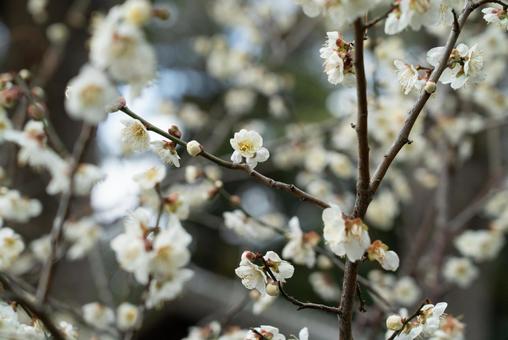 白梅の花咲く枝 白梅の花咲く枝 白梅,花,枝の写真素材