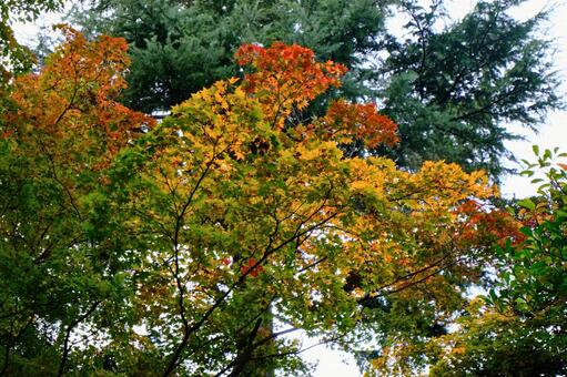 紅葉の風景 紅葉,グラデーション,緑の写真素材