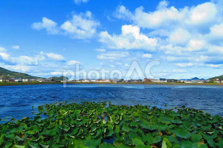 １０月中旬の高月池のハス 背景,ハス,植物の写真素材