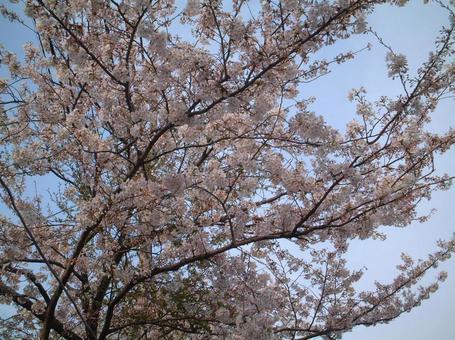 桜005 桜005の写真
