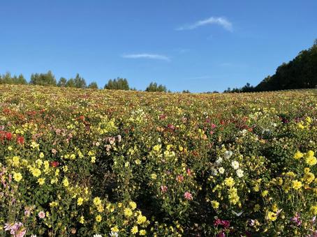 一面のお花畑 一面のお花畑の写真