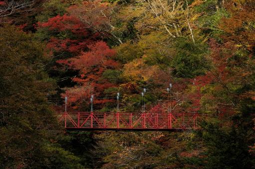 紅葉のべふ峡（別府峡谷の赤い吊橋） べふ峡,別府峡,物部川の写真素材