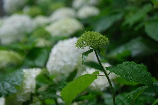紫陽花 紫陽花の写真