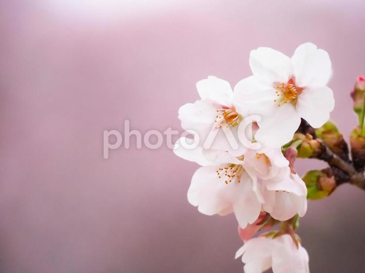桜の花が咲いた 花,春,桜の写真素材