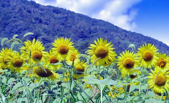 夏の風景/ひまわり畑 夏の風景/ひまわり畑 ひまわり畑,夏,花の写真素材