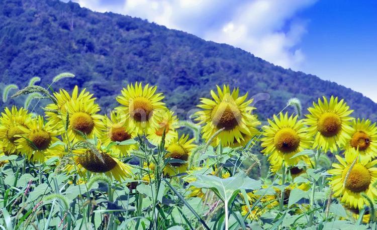 夏の風景/ひまわり畑 ひまわり畑,夏,花の写真素材