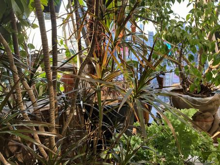 観葉植物がたくさんある室内・ドラセナ 観葉植物がたくさんある室内・ドラセナの写真