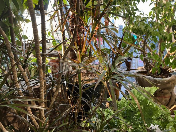観葉植物がたくさんある室内・ドラセナ ドラセナ,温室,室内の写真素材