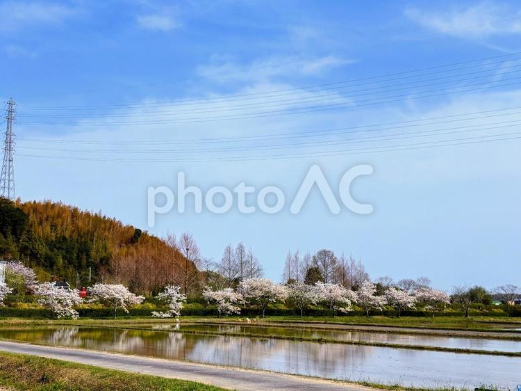 田んぼに映る桜 春,桜,田植えの写真素材