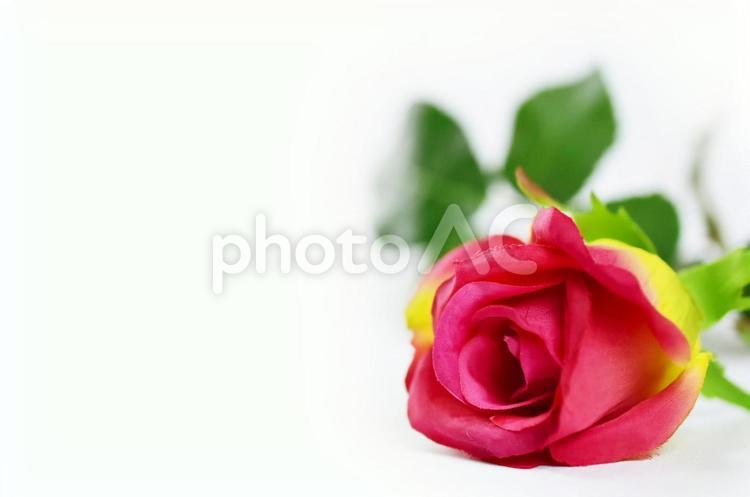 記念日・母の日にお祝いの薔薇一輪　造花 薔薇,花,母の日の写真素材