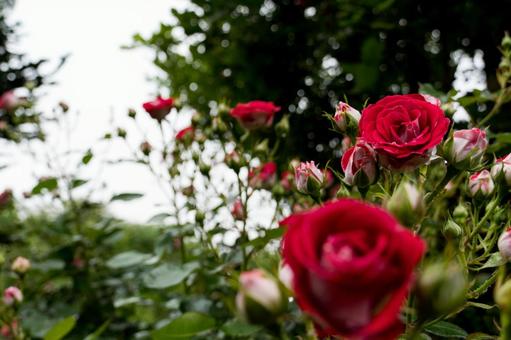 バラ園に咲く真っ赤なバラ バラ園に咲く真っ赤なバラの写真
