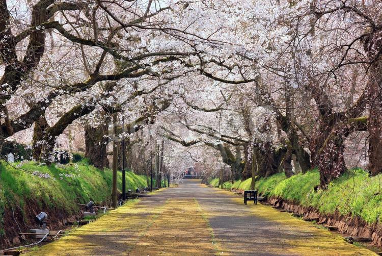 徳佐のしだれ桜  徳佐のしだれ桜,桜,桜並木の写真素材