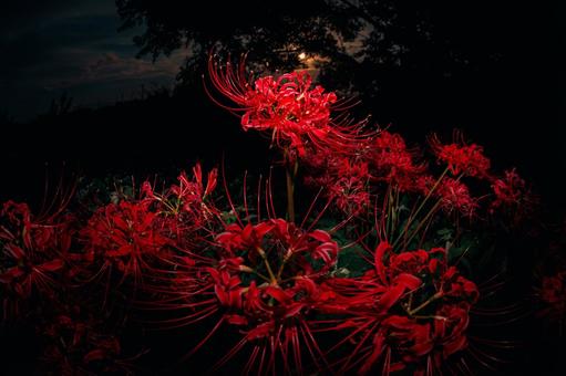 彼岸花 彼岸花の写真