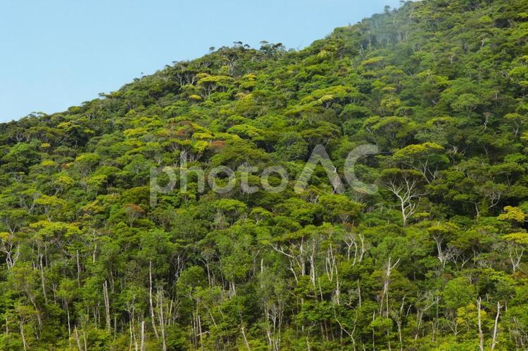 新緑のやんばる　沖縄県国頭村 山頂,自然,山の写真素材
