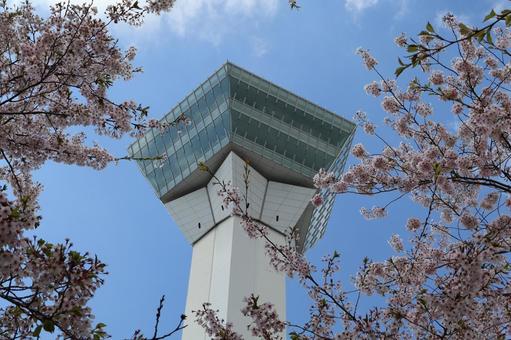 桜と五稜郭タワー 函館,五稜郭,函館五稜郭の写真素材