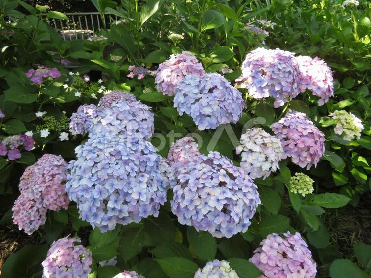 少しグラデーションがかったアジサイ アジサイ,花,植物の写真素材