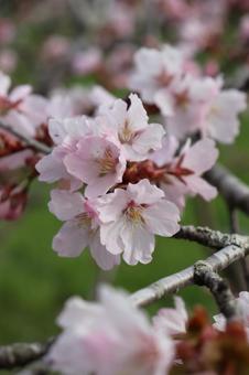 Sakura, JPG Sakura, JPG
