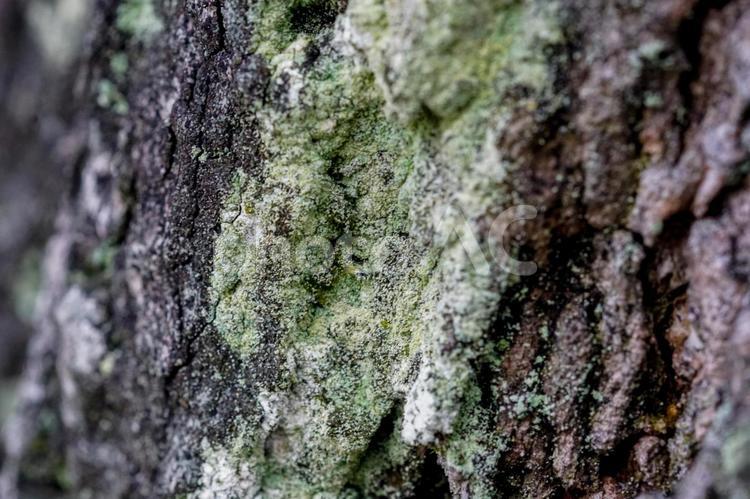 苔の生えた樹皮 苔,樹皮,木の写真素材